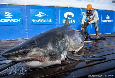 37 ft great white shark